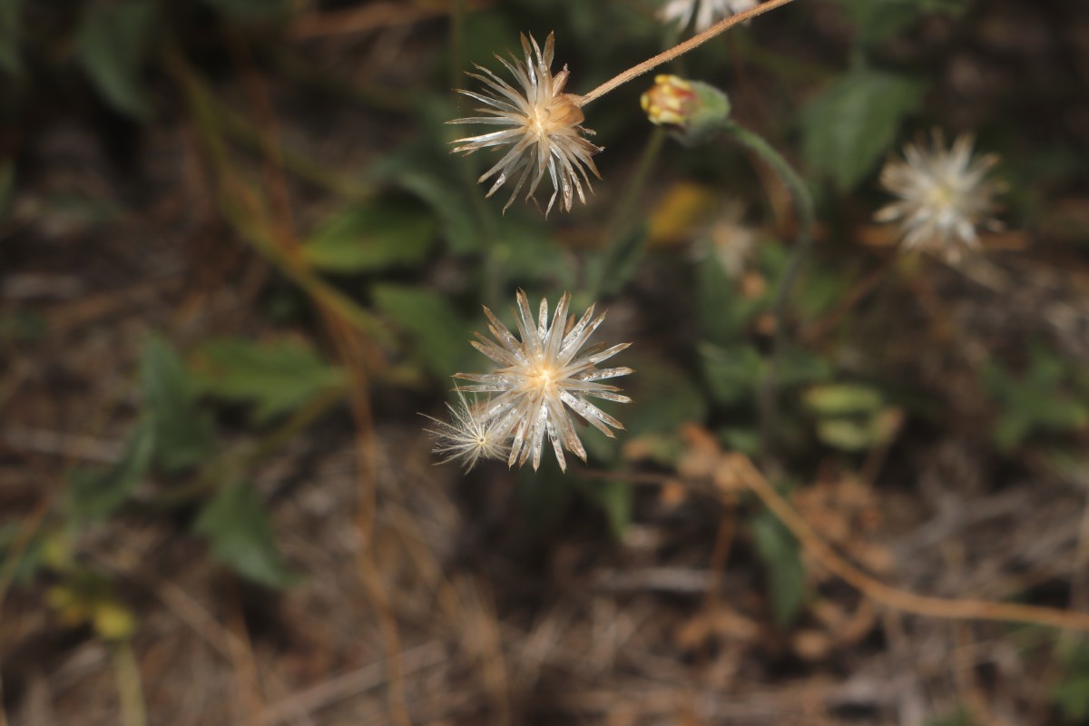 Tridax procumbens L.